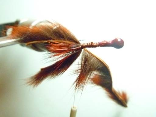pine squirrel crawfish FOTW
