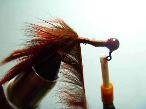 pine squirrel crawfish FOTW