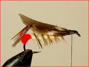 FOTW- Kapok Hopper