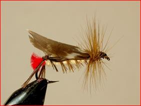 FOTW- Kapok Hopper