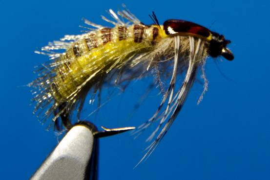 FOTW- Ribbon Caddis