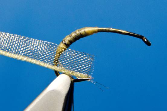 FOTW- Ribbon Caddis