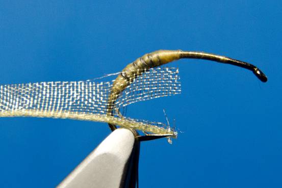 FOTW- Ribbon Caddis