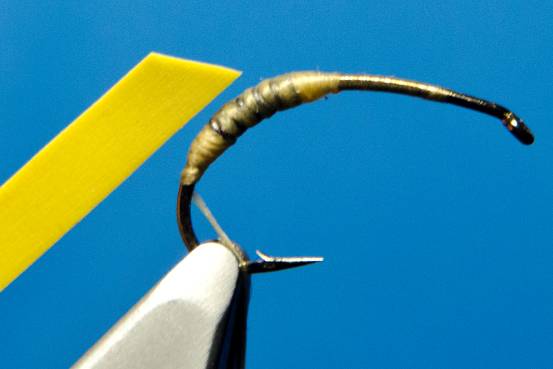 FOTW- Ribbon Caddis
