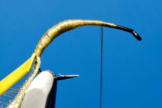 FOTW- Ribbon Caddis