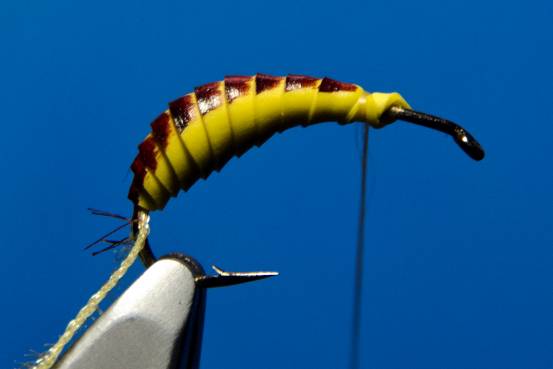 FOTW- Ribbon Caddis