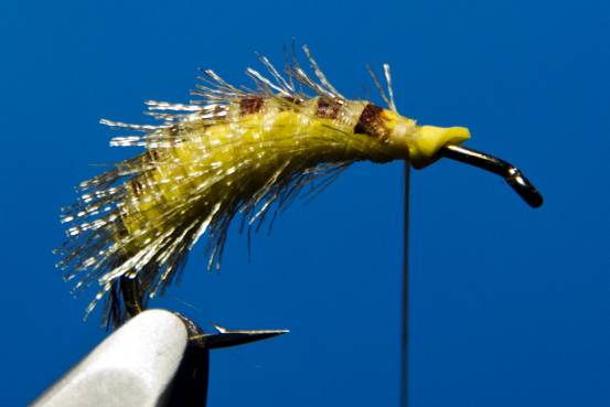 FOTW- Ribbon Caddis