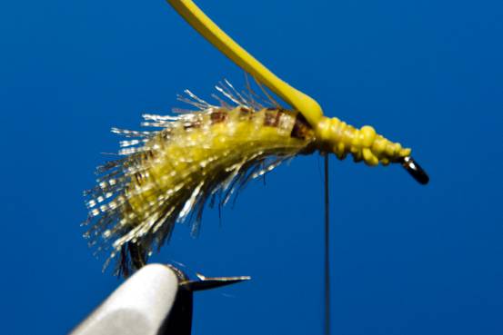 FOTW- Ribbon Caddis