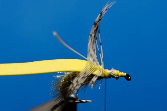 FOTW- Ribbon Caddis
