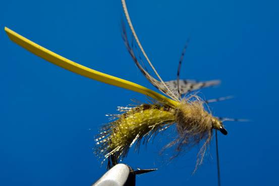 FOTW- Ribbon Caddis