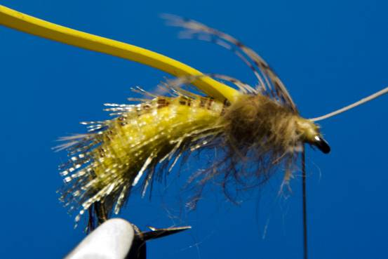 FOTW- Ribbon Caddis
