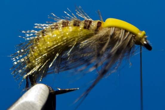 FOTW- Ribbon Caddis
