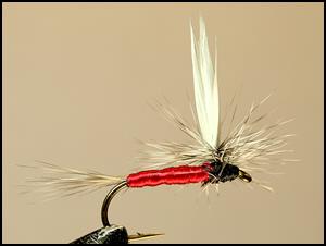 FOTW - Harry's Kingfisher