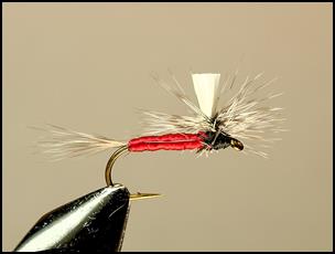 FOTW - Harry's Kingfisher