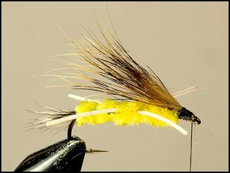 FOTW Woodchuck skunk
