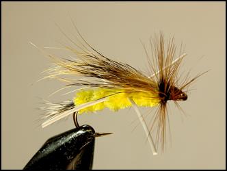 FOTW Woodchuck skunk