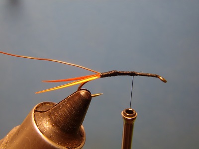 copper nymph