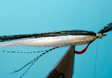bend back sand eel
