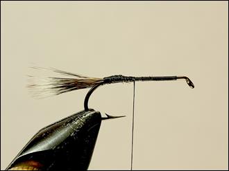 FOTW - Madsen's skunk