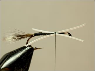 FOTW - Madsen's skunk