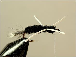 FOTW - Madsen's skunk