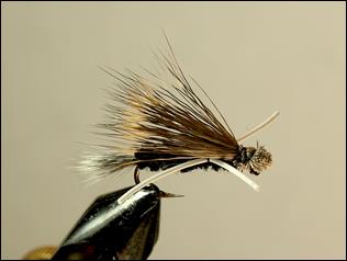 FOTW - Madsen's skunk