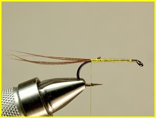 FOTW - Robert's yellow may