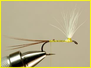 FOTW - Robert's yellow may