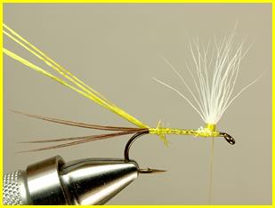 FOTW - Robert's yellow may