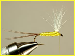 FOTW - Robert's yellow may