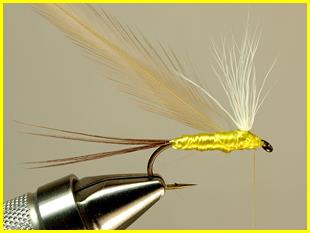 FOTW - Robert's yellow may