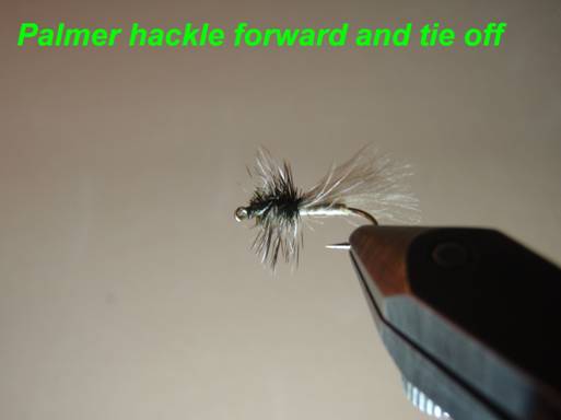 Harrops Henrys fork caddis - Fly of the week - July 5, 2010