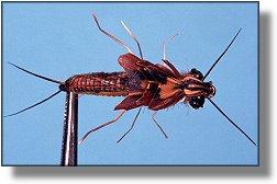 https://www.flyanglersonline.com/flytying/fotw/asn37.jpg
