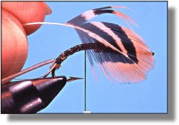https://www.flyanglersonline.com/flytying/fotw/asn6.jpg
