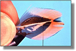 https://www.flyanglersonline.com/flytying/fotw/asn19.jpg