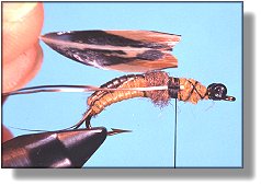 https://www.flyanglersonline.com/flytying/fotw/asn20.jpg