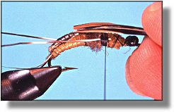 https://www.flyanglersonline.com/flytying/fotw/asn21.jpg