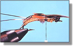 https://www.flyanglersonline.com/flytying/fotw/asn22.jpg