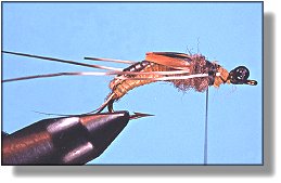 https://www.flyanglersonline.com/flytying/fotw/asn24.jpg