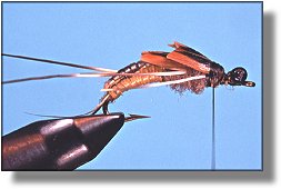 https://www.flyanglersonline.com/flytying/fotw/asn26.jpg