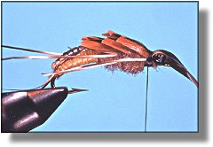 https://www.flyanglersonline.com/flytying/fotw/asn27.jpg