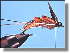 https://www.flyanglersonline.com/flytying/fotw/asn28.jpg