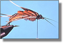 https://www.flyanglersonline.com/flytying/fotw/asn29.jpg