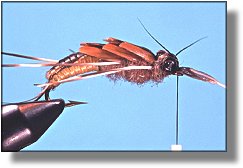 https://www.flyanglersonline.com/flytying/fotw/asn30.jpg