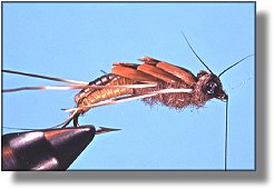 https://www.flyanglersonline.com/flytying/fotw/asn31.jpg