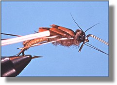https://www.flyanglersonline.com/flytying/fotw/asn32.jpg