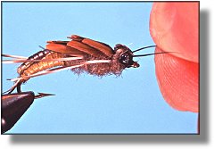 https://www.flyanglersonline.com/flytying/fotw/asn33.jpg