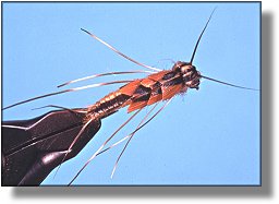 https://www.flyanglersonline.com/flytying/fotw/asn34.jpg