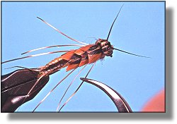 https://www.flyanglersonline.com/flytying/fotw/asn35.jpg