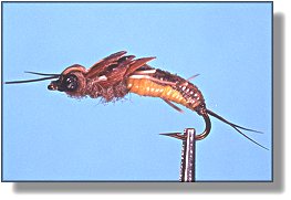 https://www.flyanglersonline.com/flytying/fotw/asn36.jpg